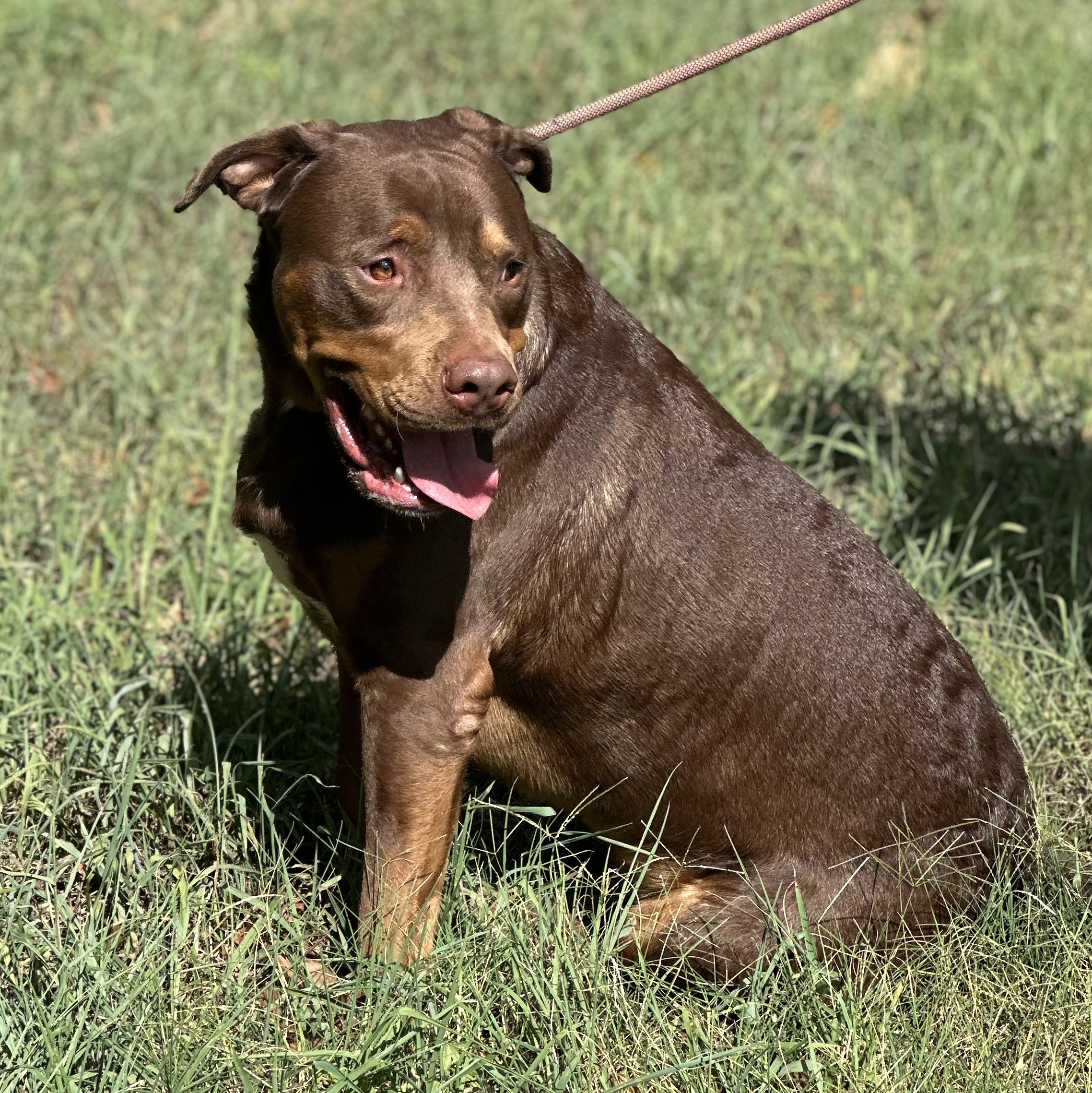 Kronk, a Adoptable mixed breed in Spring hill, TN image 2/6