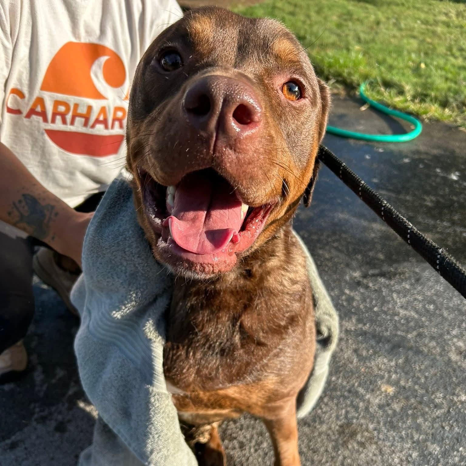 Kronk, a Adoptable mixed breed in Spring hill, TN image 6/6