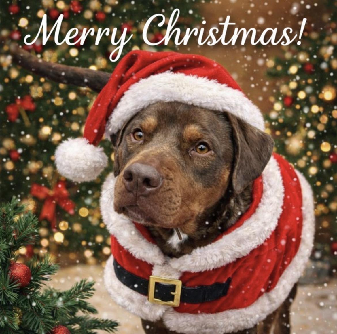 Kronk, Adoptable, Adult Male Chocolate Labrador Retriever & Doberman Pinscher.