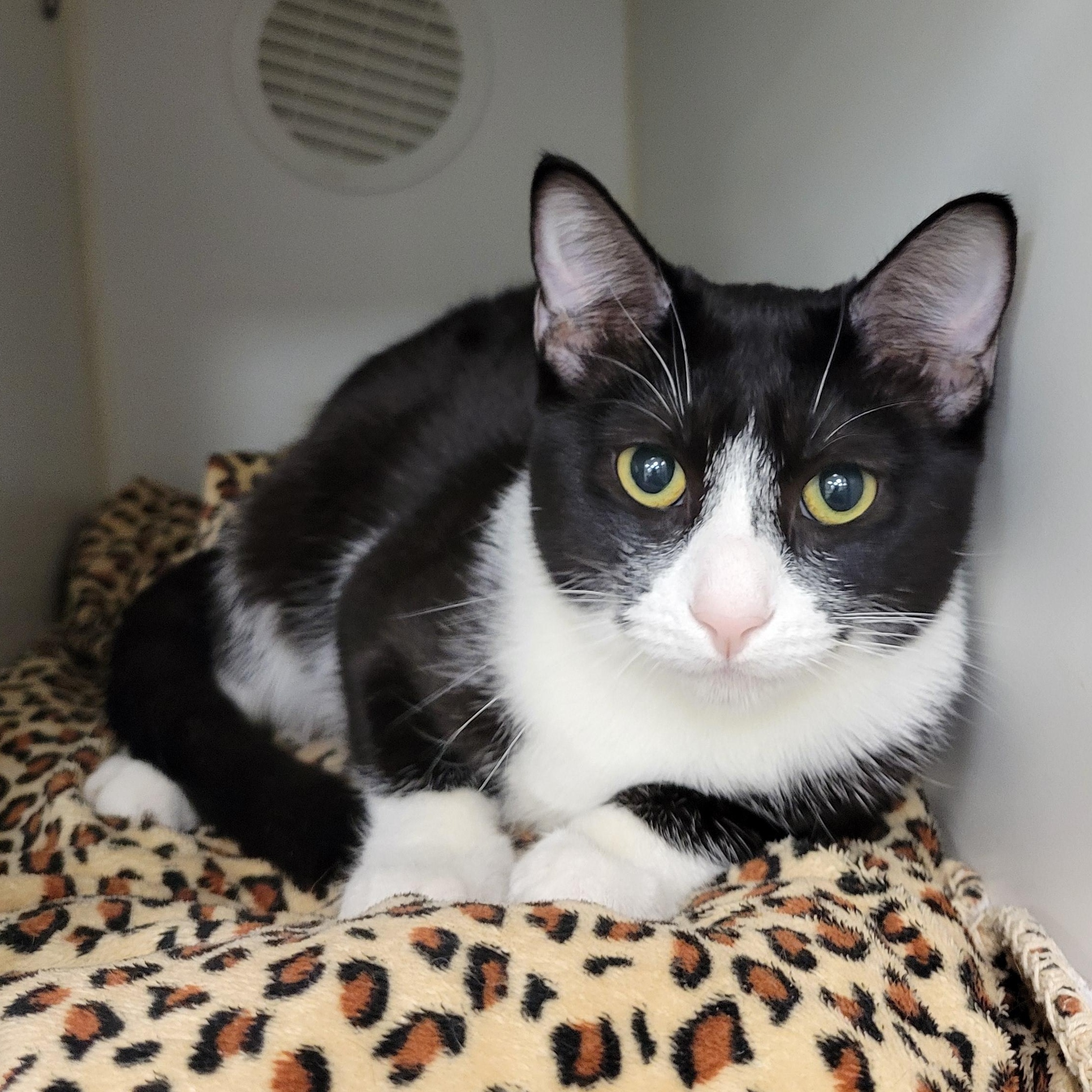 Mamie, ADOPTABLE, Kitten Female Tuxedo.