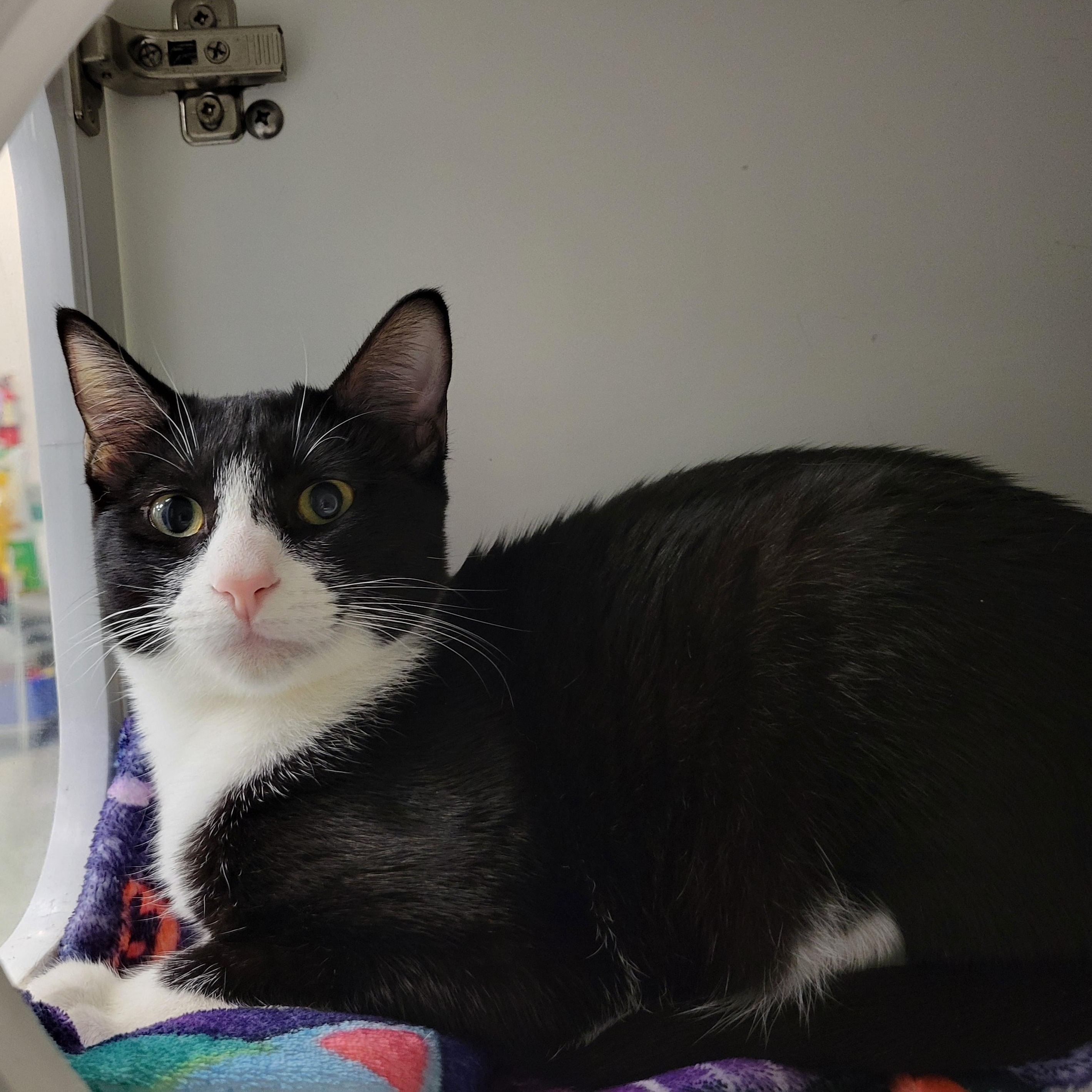 Enlarge Mamie, a ADOPTABLE Tuxedo in Cathedral City, CA image 2/2