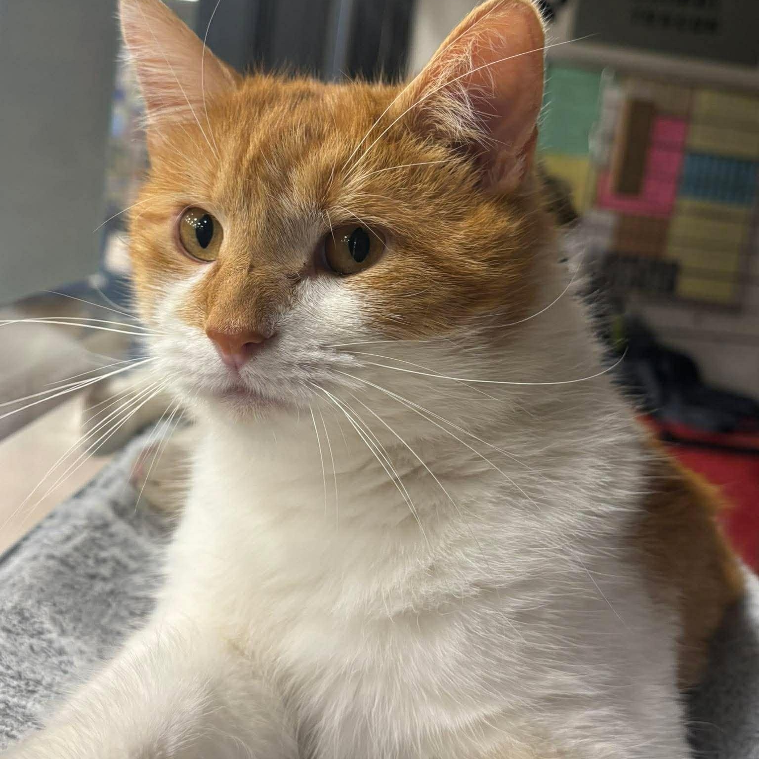 Sammy, adopted, Young Male Domestic Short Hair.