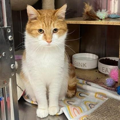 Enlarge Sammy, an adopted Domestic Short Hair in Norman, OK image 2/2