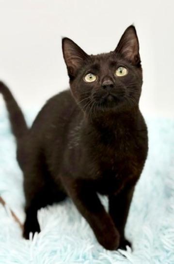 Enlarge Lumi, a Adopted Domestic Short Hair in Covington, LA image 6/6