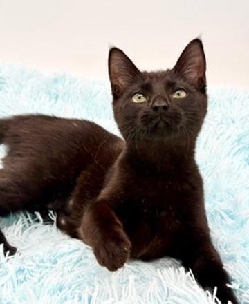 Enlarge Lumi, a Adopted Domestic Short Hair in Covington, LA image 4/6