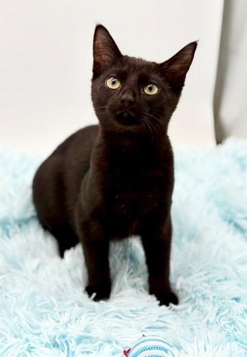 Enlarge Lumi, a Adopted Domestic Short Hair in Covington, LA image 2/6