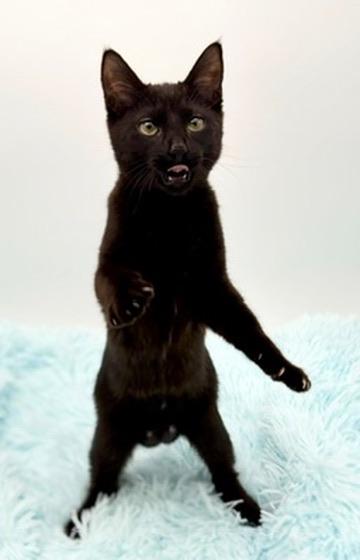 Enlarge Lumi, a Adopted Domestic Short Hair in Covington, LA image 5/6