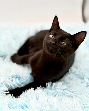 Enlarge Lumi, a Adopted Domestic Short Hair in Covington, LA image 3/6