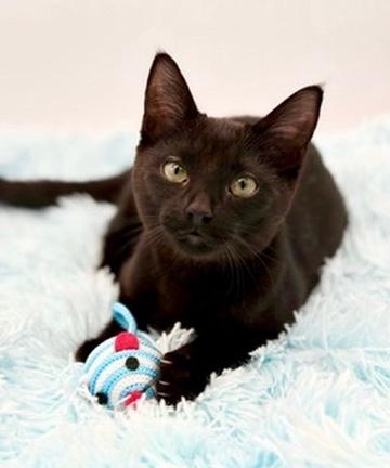 Lumi, Adopted, Kitten Female Domestic Short Hair.