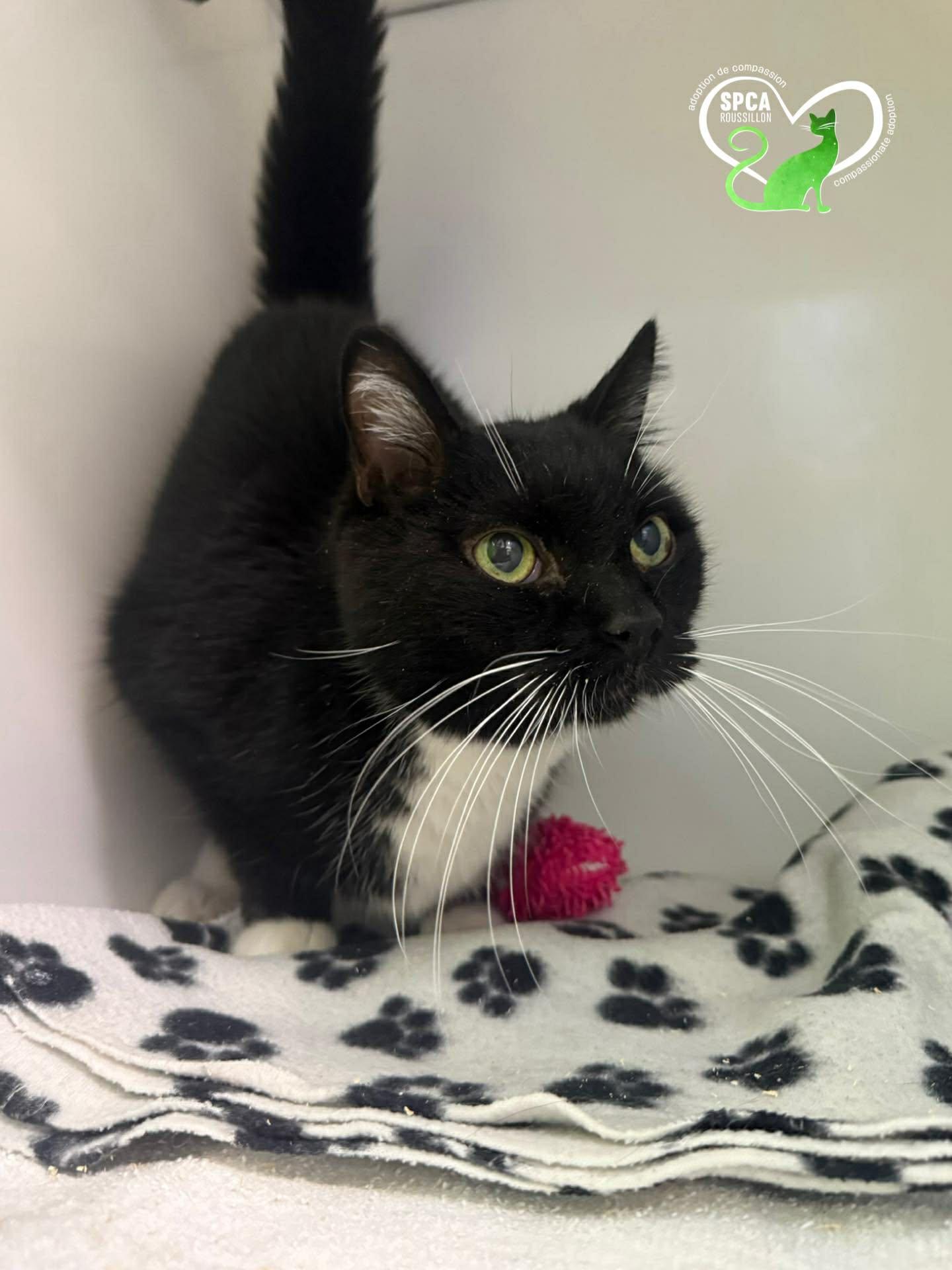 Jacob, Adoptable, Senior Male Domestic Short Hair.