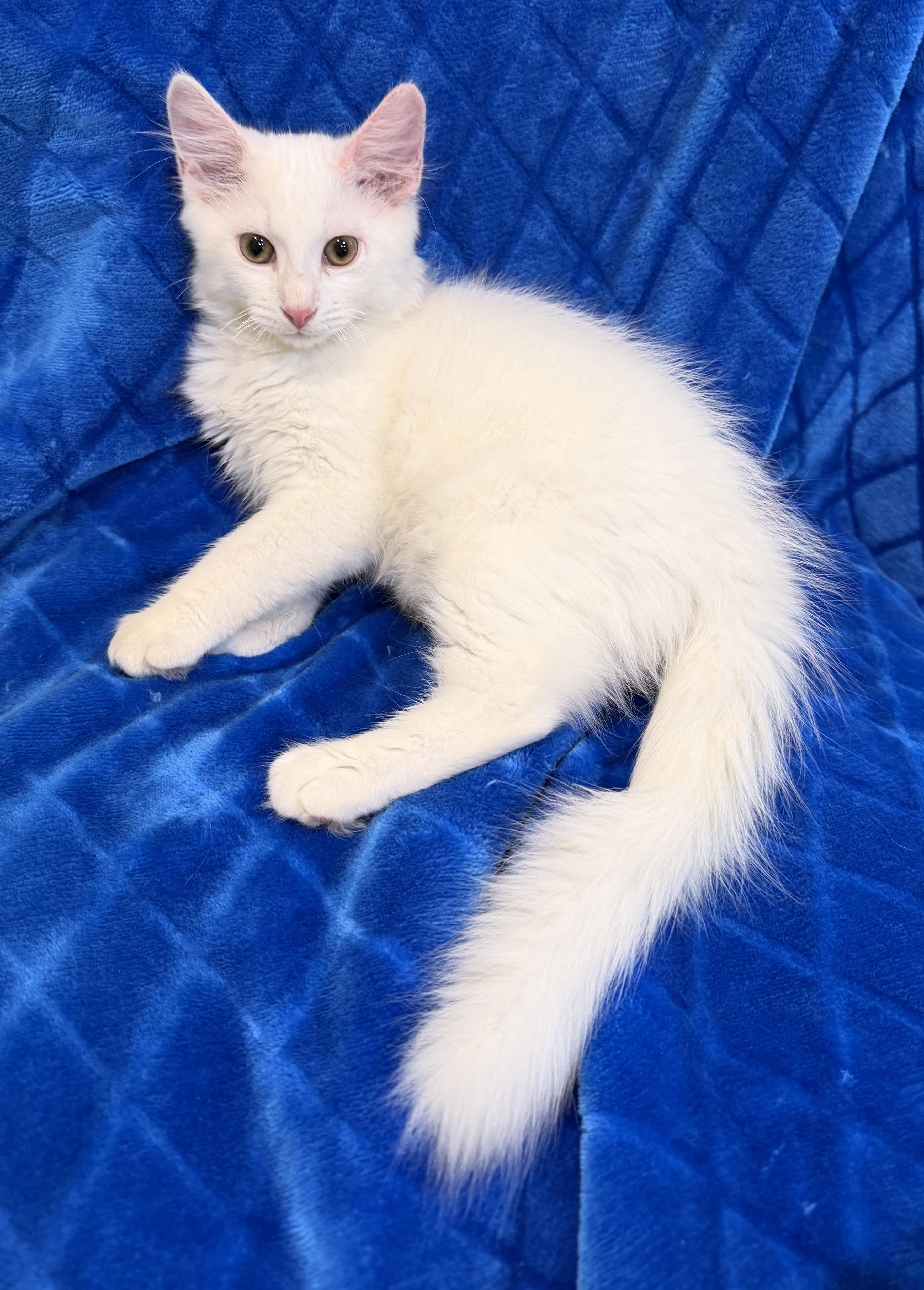 Enlarge Dallas, an adopted mixed breed in Lake Monroe, FL image 1/5