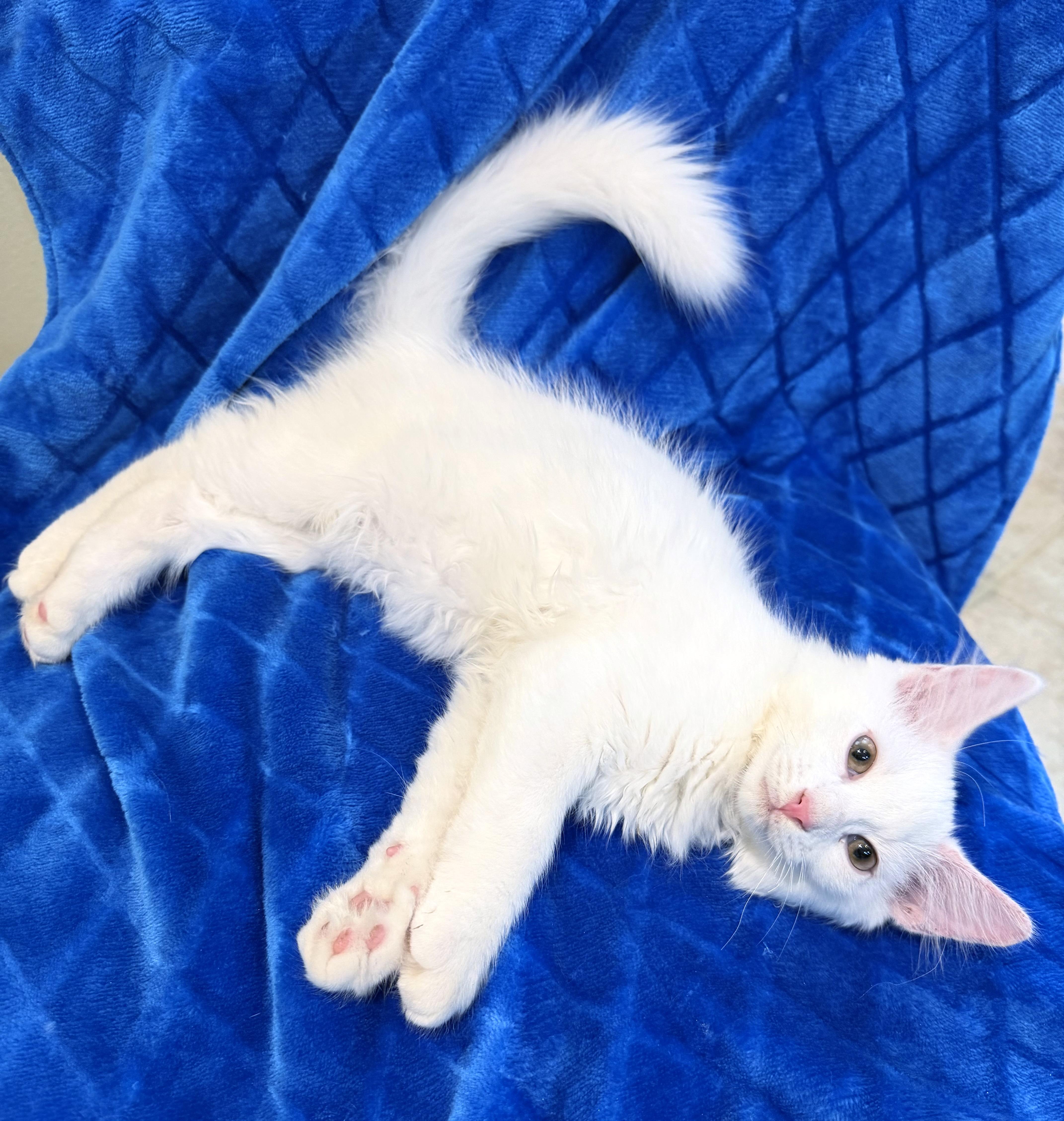 Enlarge Dallas, an adopted mixed breed in Lake Monroe, FL image 5/5