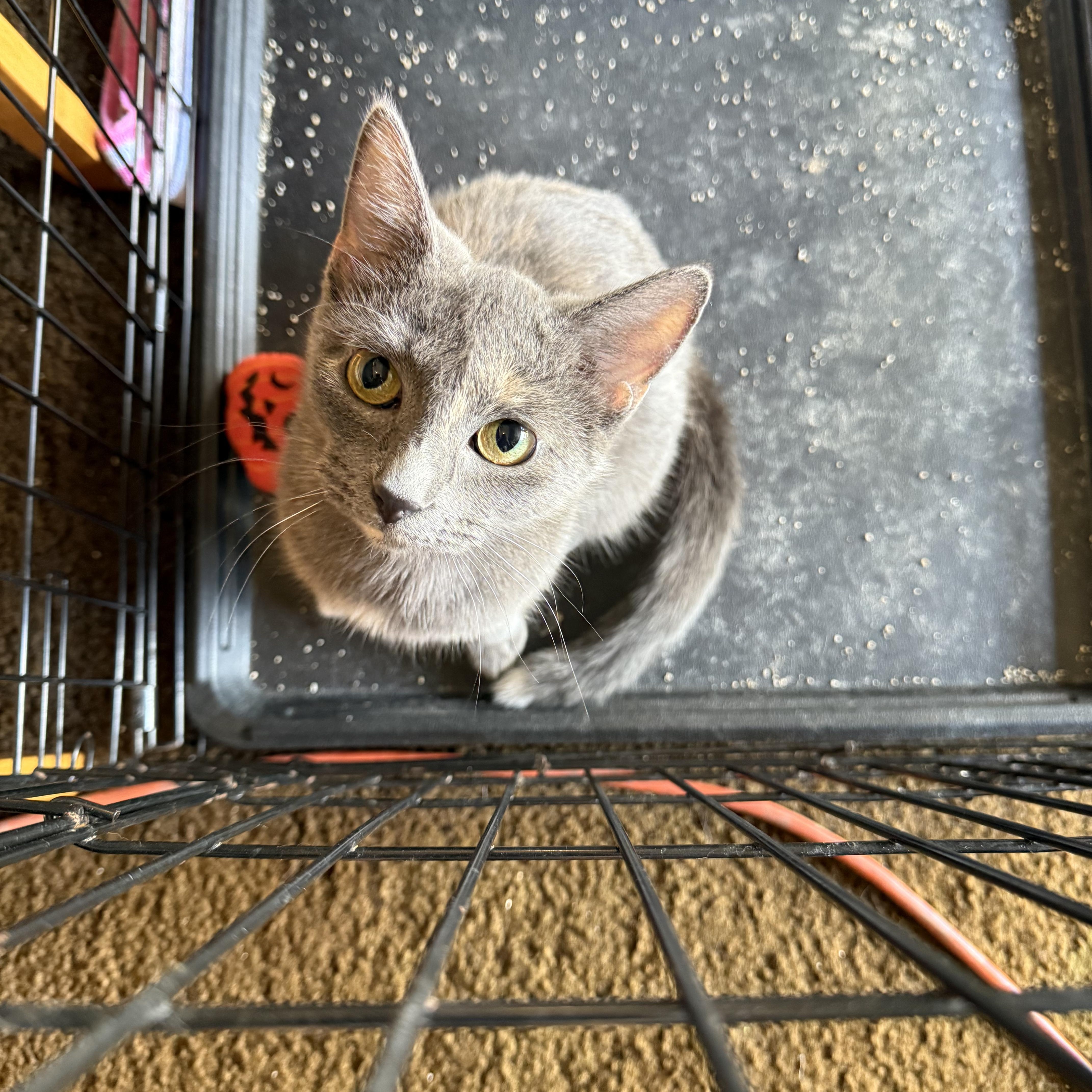 Mystique, Adopted, Adult Female Dilute Calico.