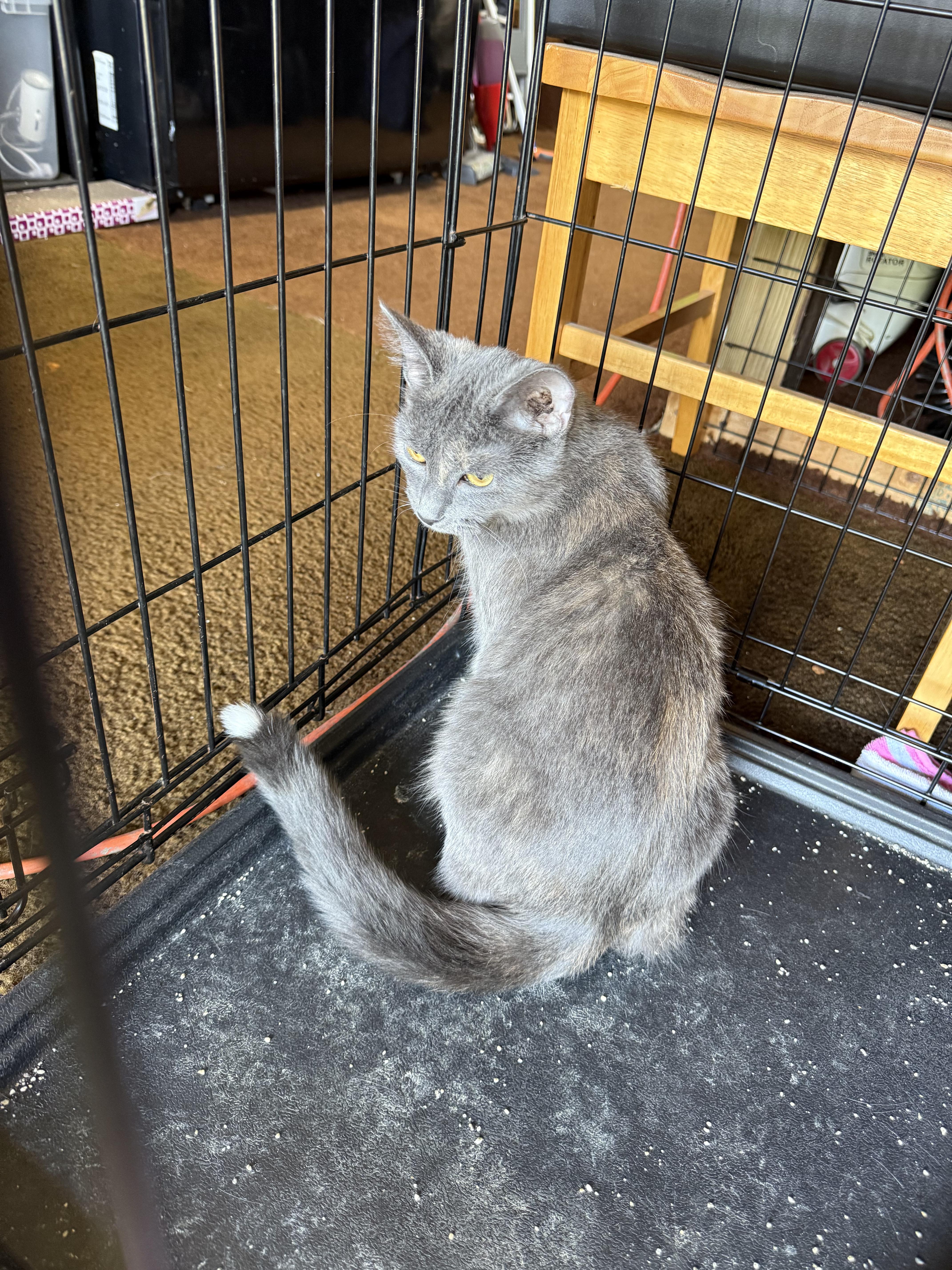 Enlarge Mystique, a Adopted Dilute Calico in Grove City, OH image 2/2