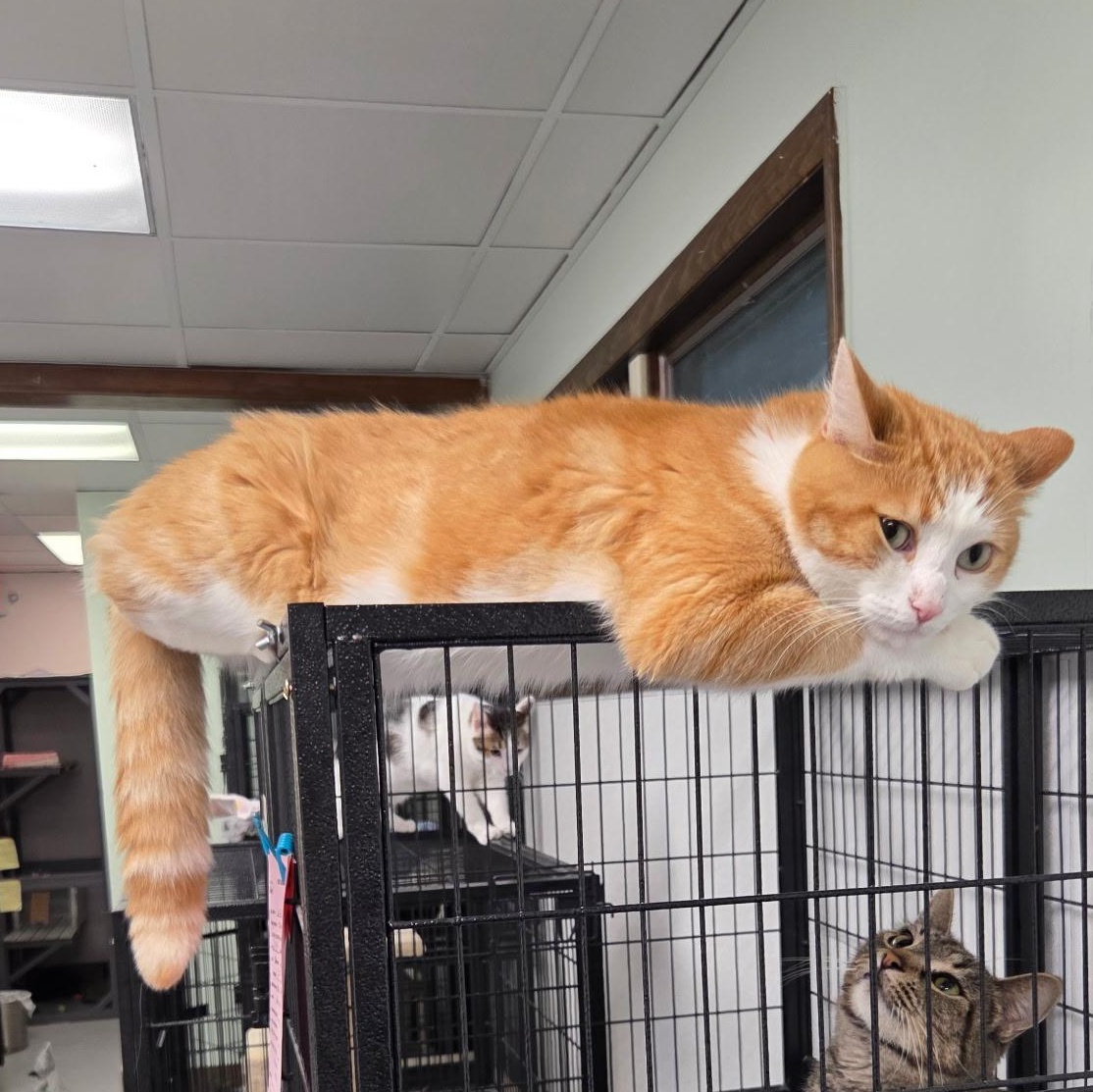 Enlarge Sunny, a Adoptable Domestic Short Hair in Grosse Ile, MI image 2/3