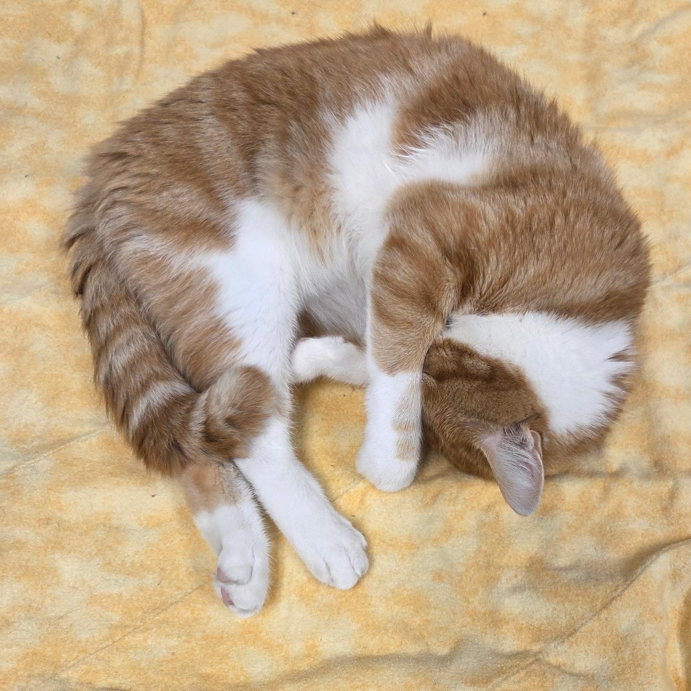 Enlarge Sunny, a Adoptable Domestic Short Hair in Grosse Ile, MI image 3/3