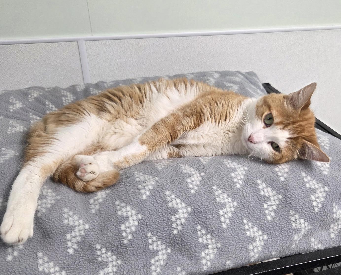 Sunny, Adoptable, Adult Male Domestic Short Hair.