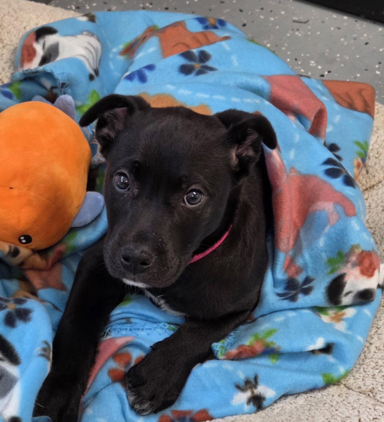 Enlarge Joy, a Adopted Labrador Retriever in Greenville, IL image 1/1