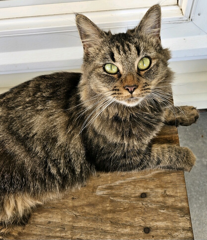 Shania, a Adoptable Domestic Medium Hair in Charlotte, NC image 2/3
