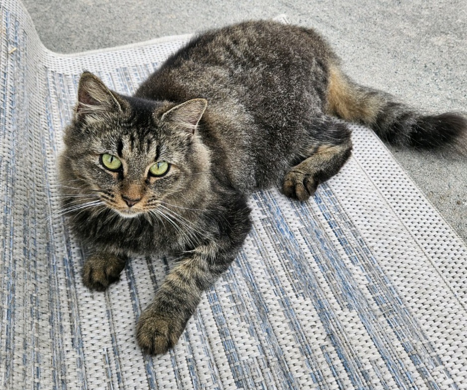 Shania, a Adoptable Domestic Medium Hair in Charlotte, NC image 3/3