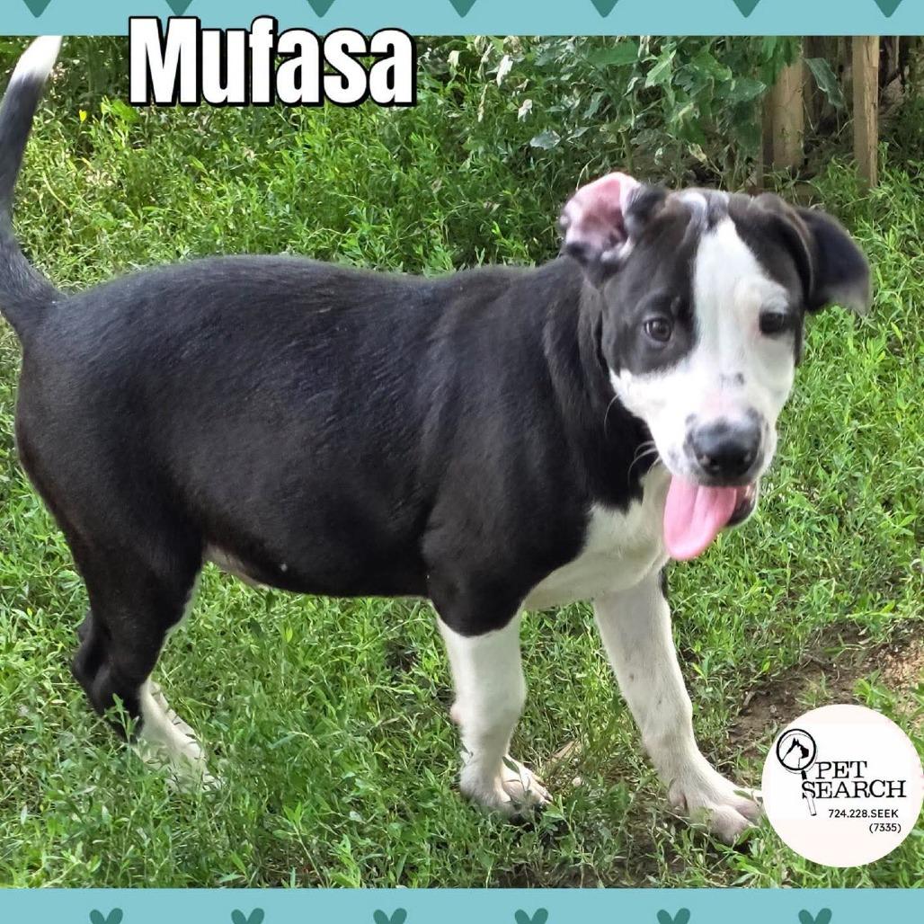 Enlarge Mufasa, a Adoptable mixed breed in Washington, PA image 2/3