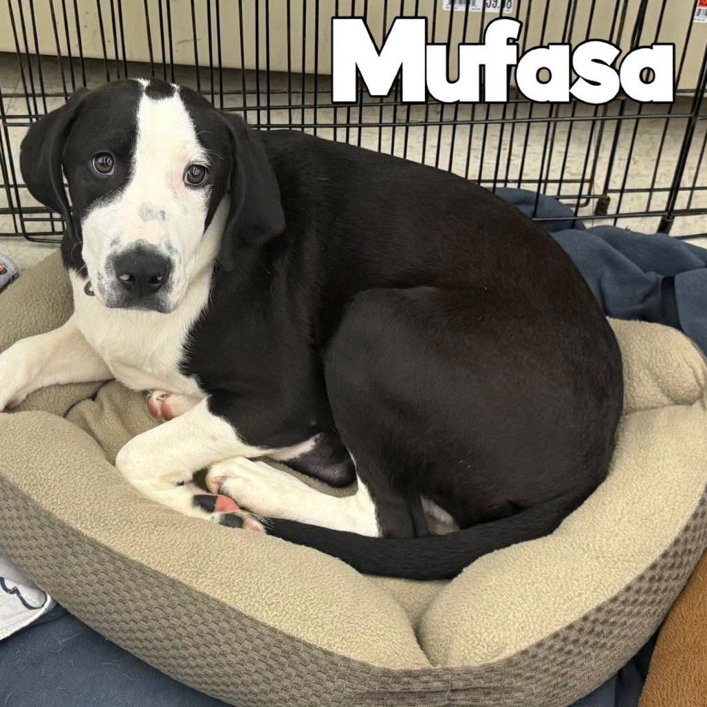 Enlarge Mufasa, a Adoptable mixed breed in Washington, PA image 3/3