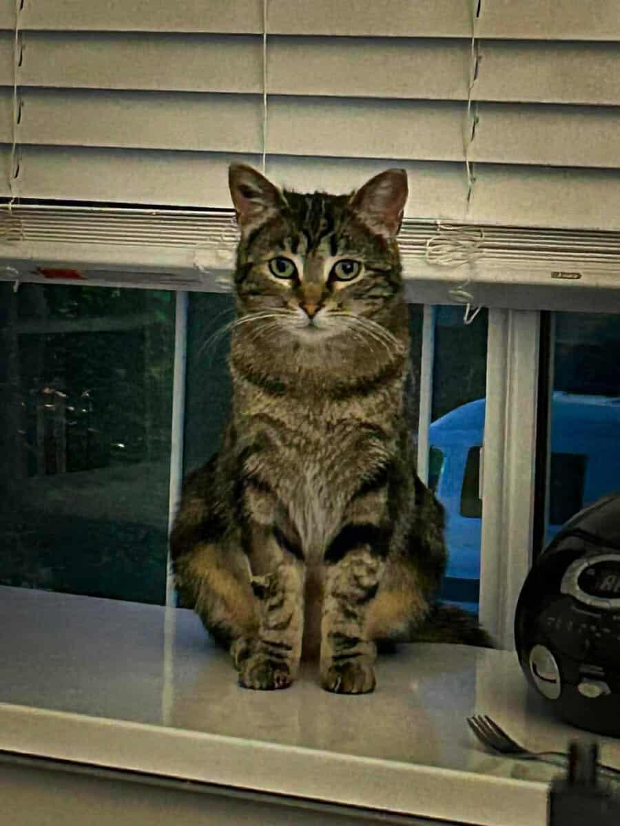 Osprey, a ADOPTABLE mixed breed in Calgary, AB image 2/6