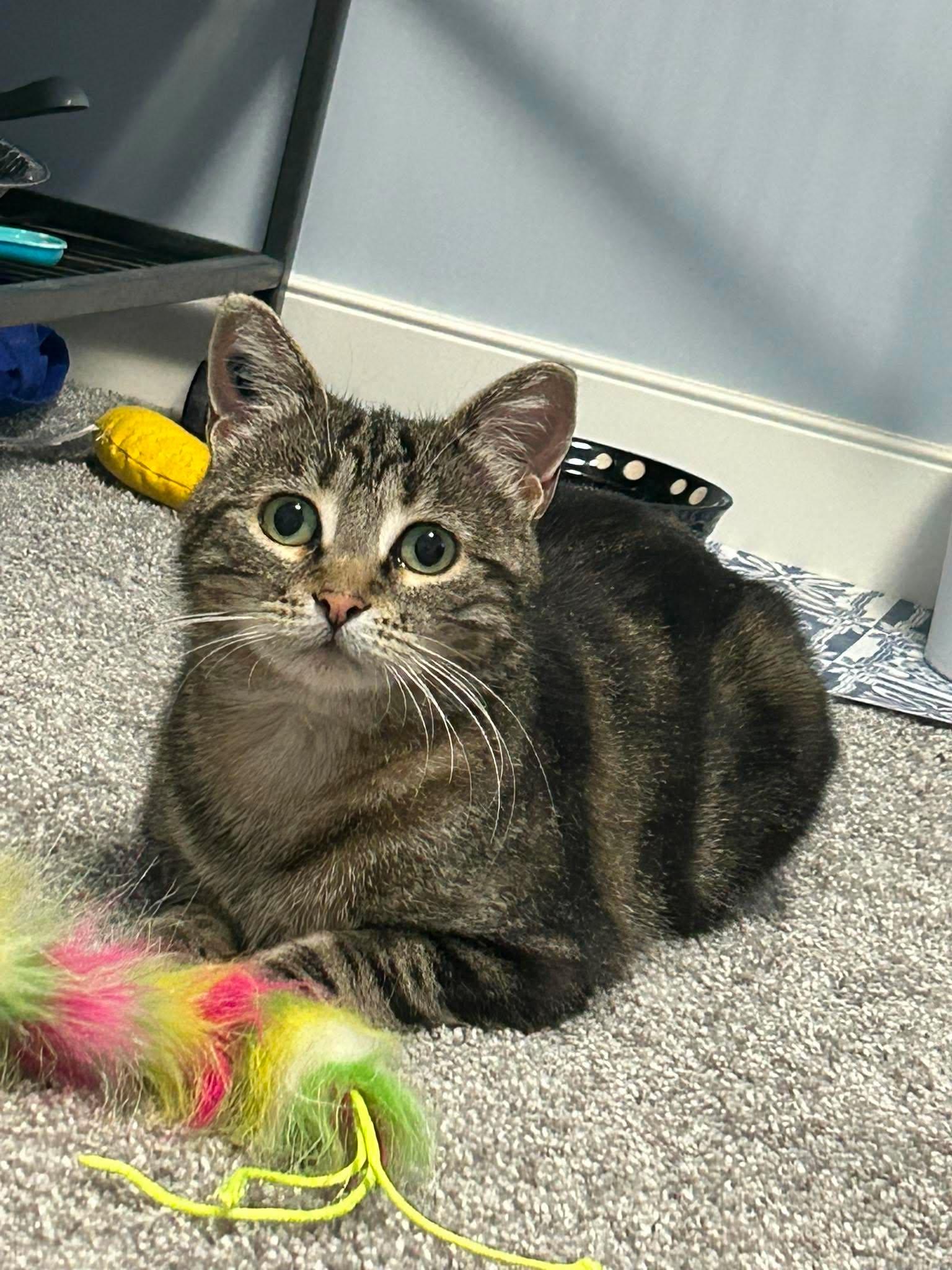 Osprey, ADOPTABLE, Adult Female Tabby.