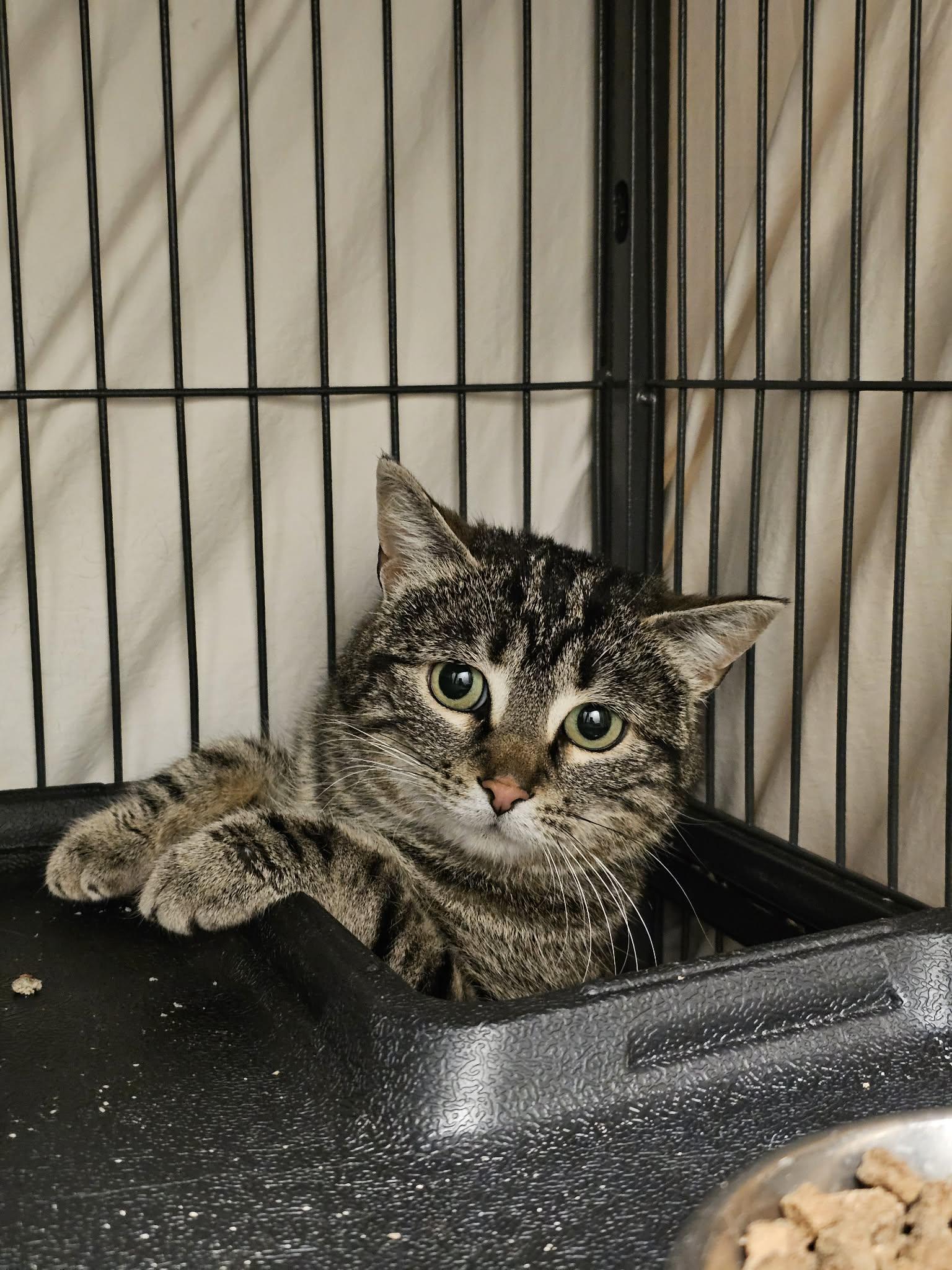 Osprey, ADOPTABLE, Adult Female Tabby.