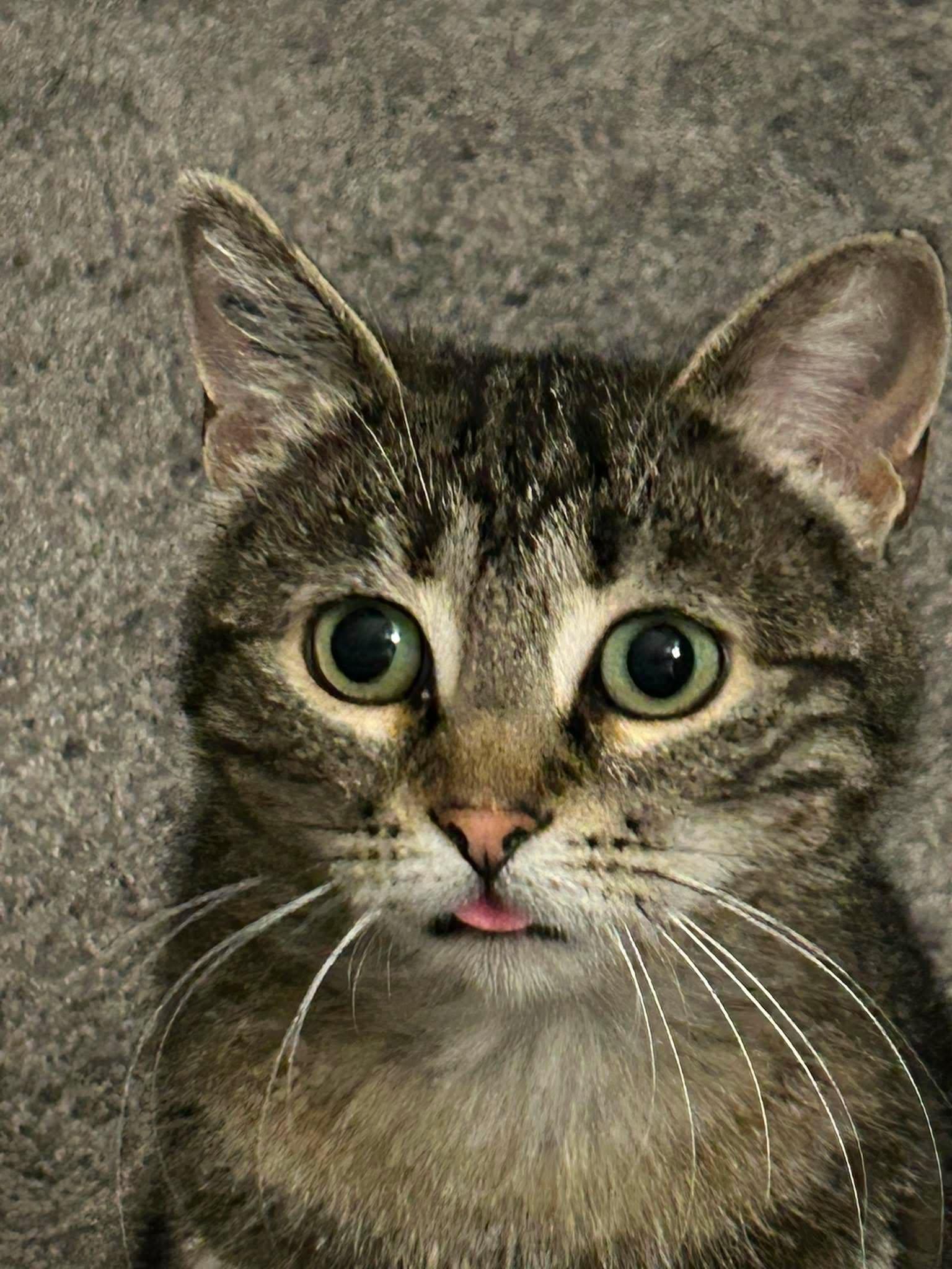 Osprey, a ADOPTABLE mixed breed in Calgary, AB image 6/6