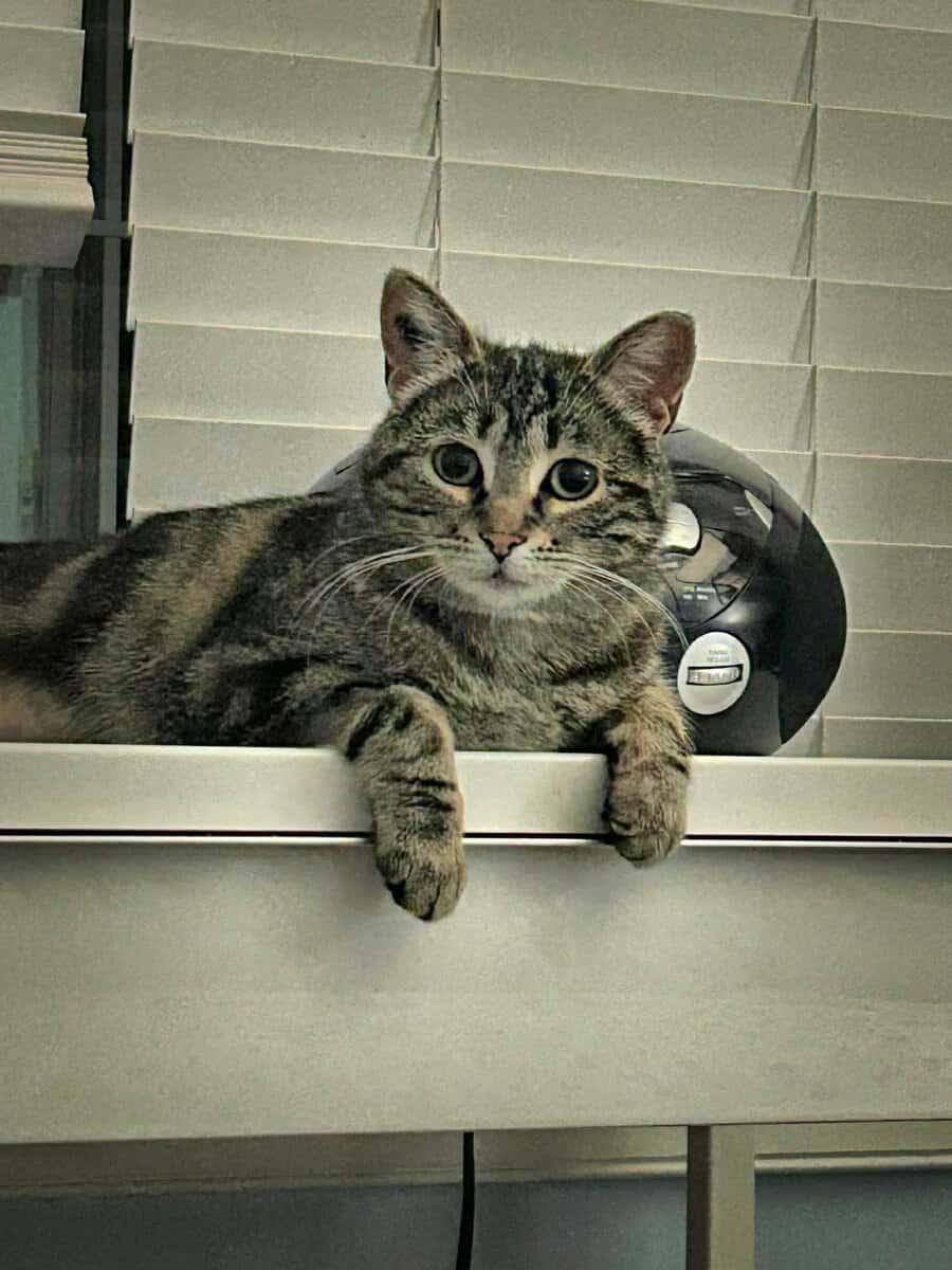 Osprey, a ADOPTABLE mixed breed in Calgary, AB image 3/6