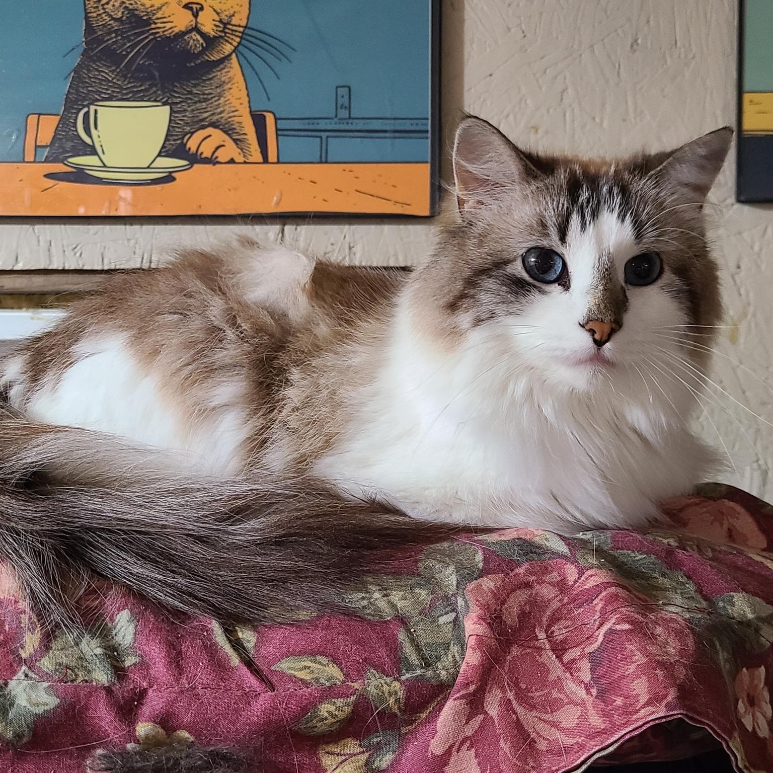 Enlarge Swedish Puffball >>The High-Maintenance Cloud<<, a ADOPTABLE mixed breed in Barron, WI image 3/3