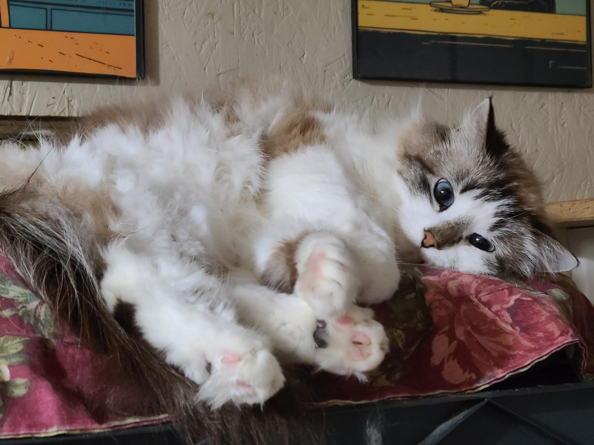 Enlarge Swedish Puffball >>The High-Maintenance Cloud<<, a ADOPTABLE mixed breed in Barron, WI image 2/3