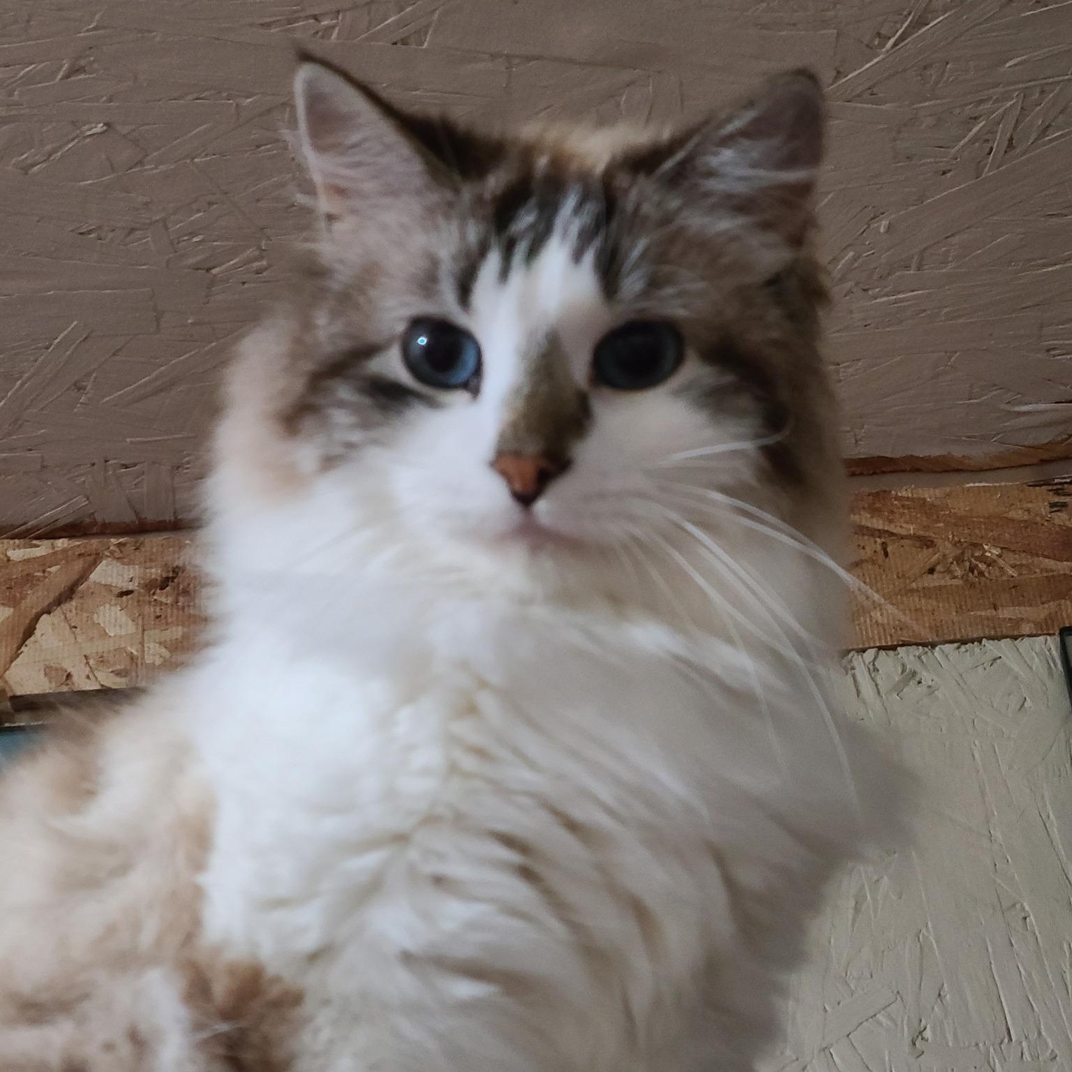 Swedish Puffball >>The High-Maintenance Cloud<<, ADOPTABLE, Adult Female Ragdoll.