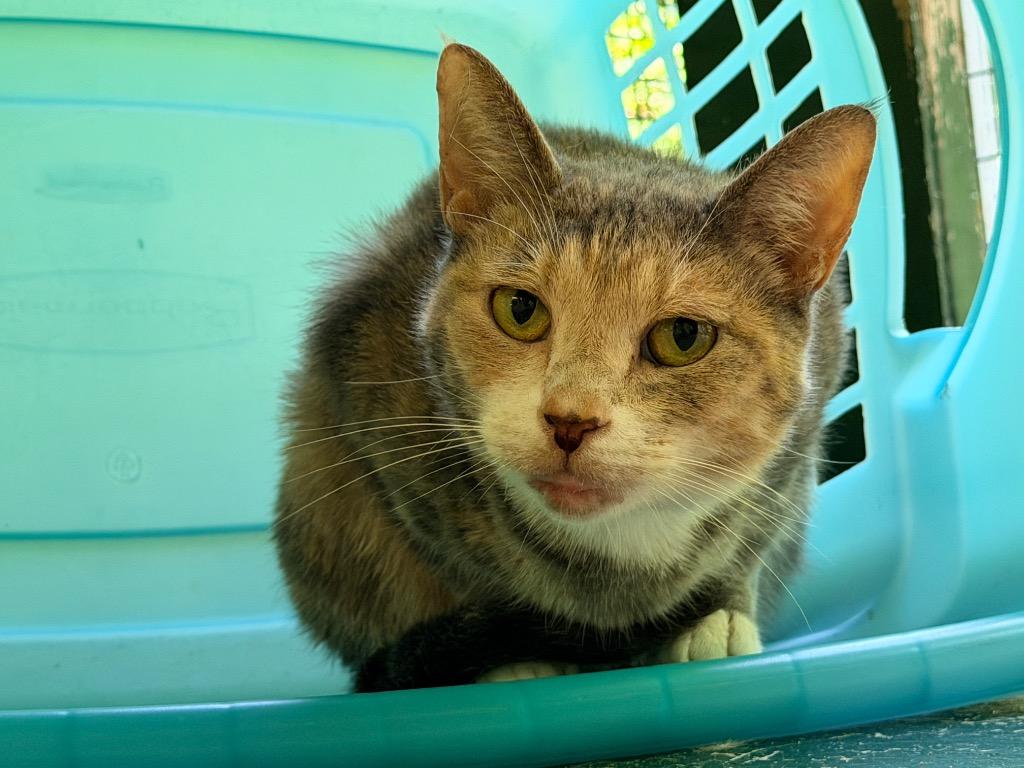 Tammy, Adoptable, Adult Female Domestic Short Hair.