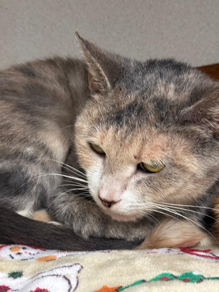 Enlarge Tammy, a Adoptable mixed breed in Pottsville, PA image 2/2
