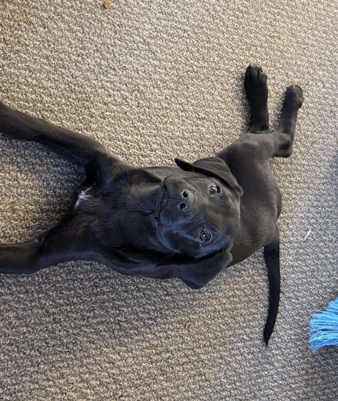 Enlarge Sammie, an adopted mixed breed in Woodbury, NJ image 2/2