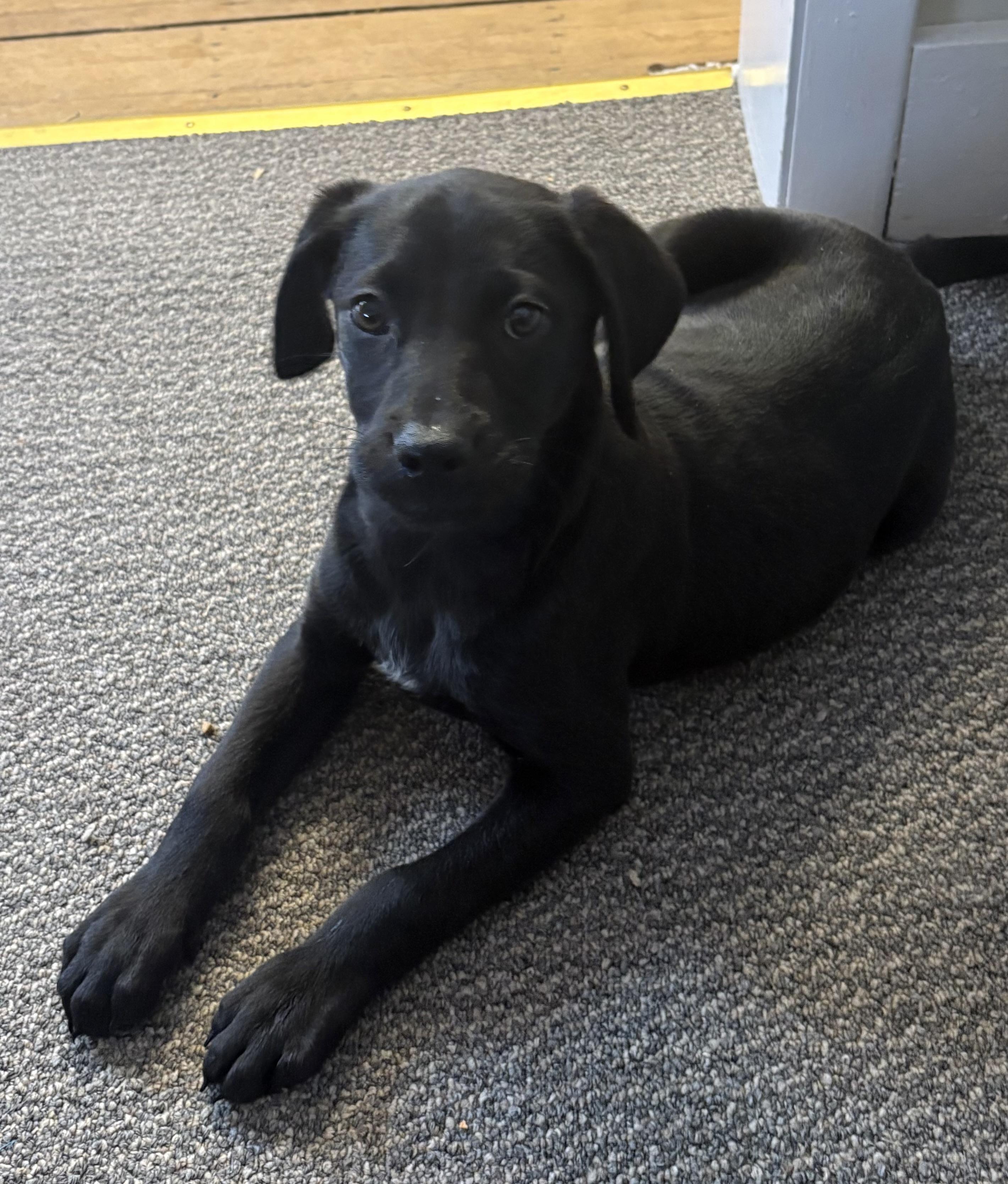 Sammie, adopted, Young Male Black Labrador Retriever & Standard Poodle.