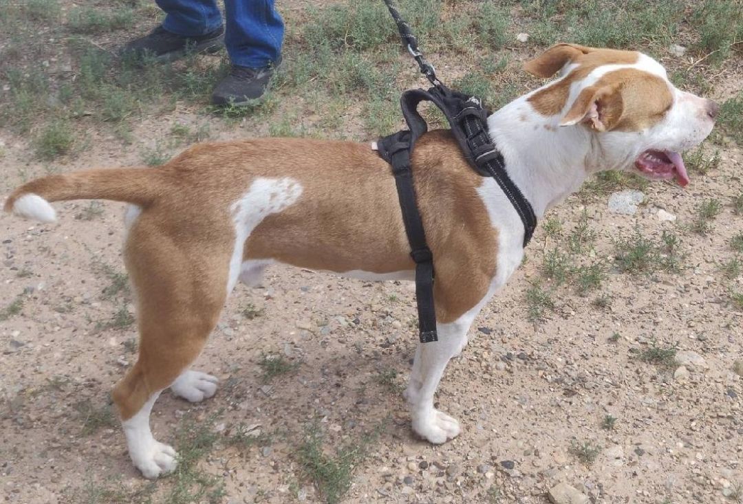 Jinx, a Adoptable Pit Bull Terrier in Cortez, CO image 1/4