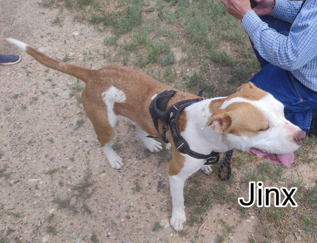 Jinx, a Adoptable Pit Bull Terrier in Cortez, CO image 3/4