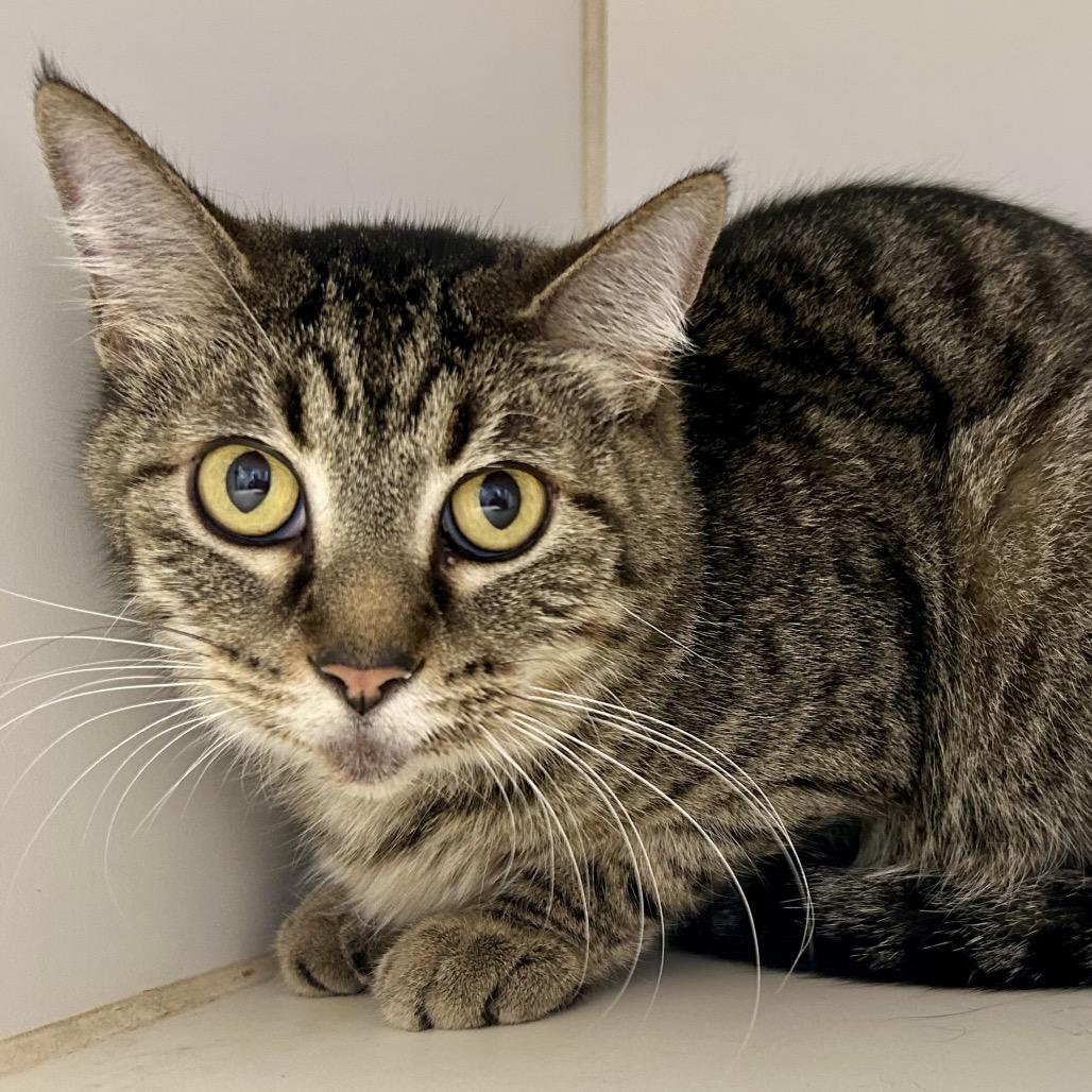 Enlarge Olivia, a Adoptable Domestic Short Hair in St Joseph, MO image 1/1