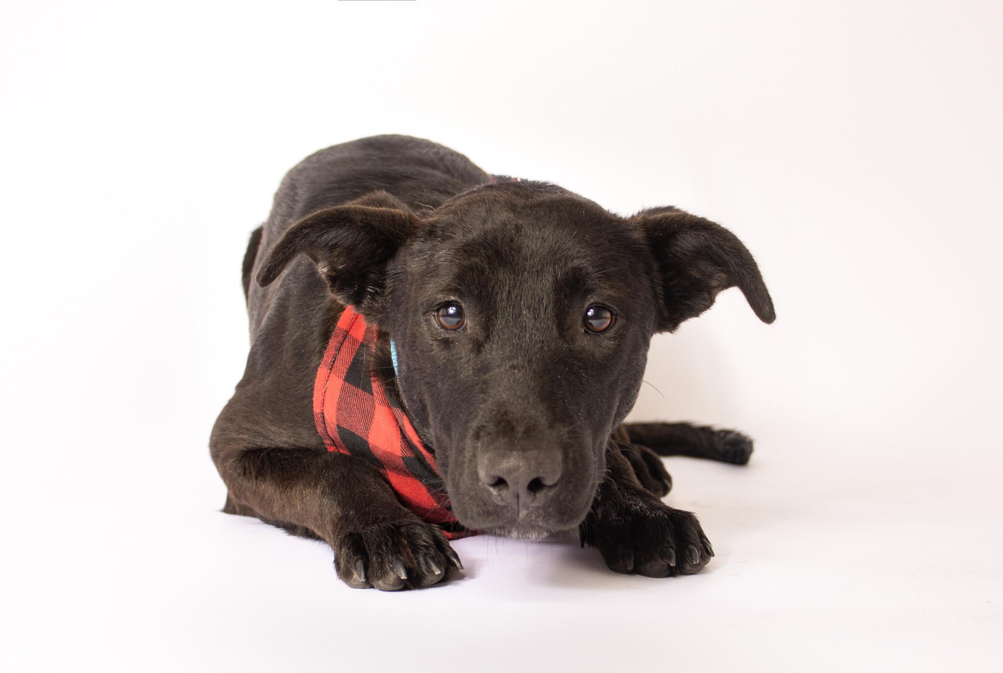 Enlarge Finnick, a ADOPTABLE mixed breed in Plaquemine, LA image 1/2