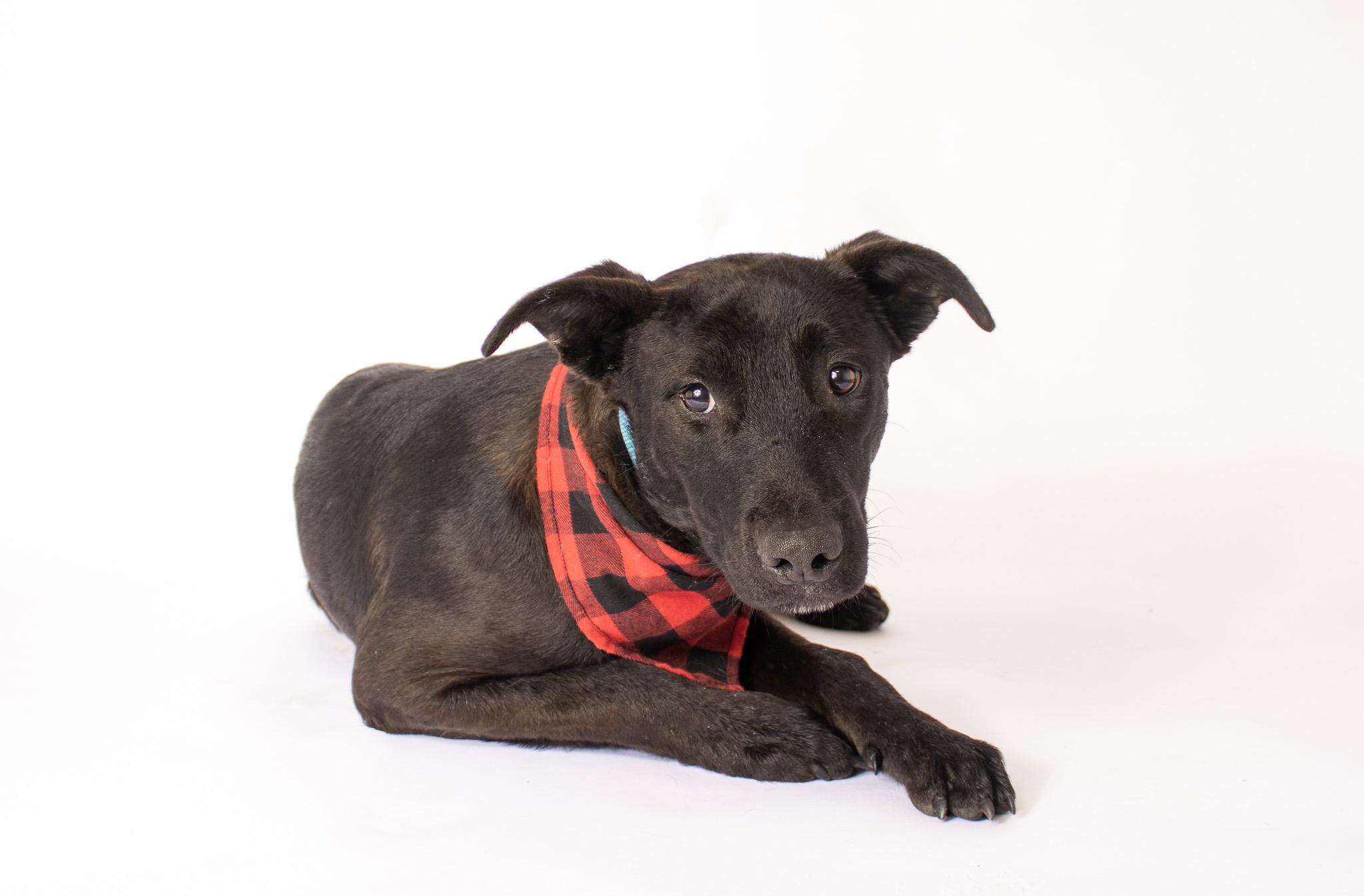 Enlarge Finnick, a ADOPTABLE mixed breed in Plaquemine, LA image 2/2