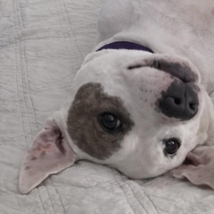 Enlarge Ellie, a Adoptable mixed breed in Spring hill, TN image 2/6