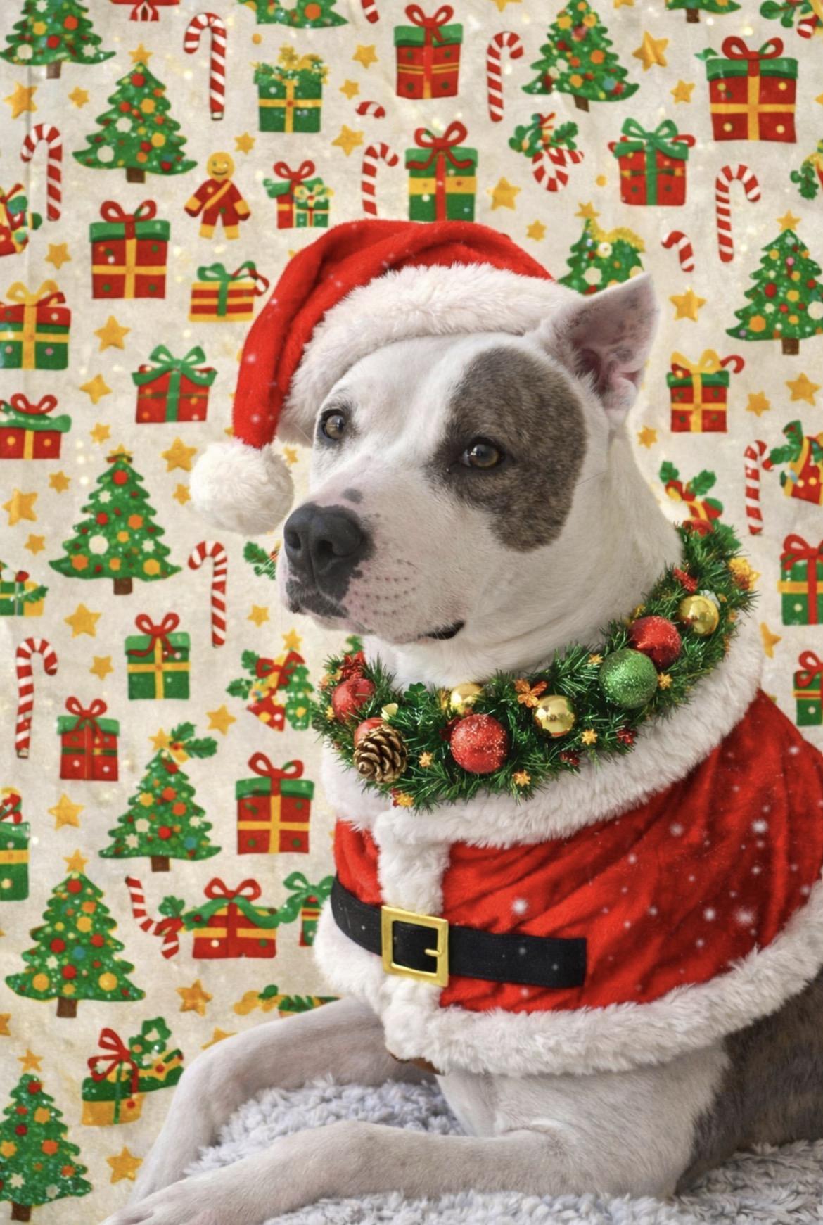 Ellie, Adoptable, Young Female Pit Bull Terrier.