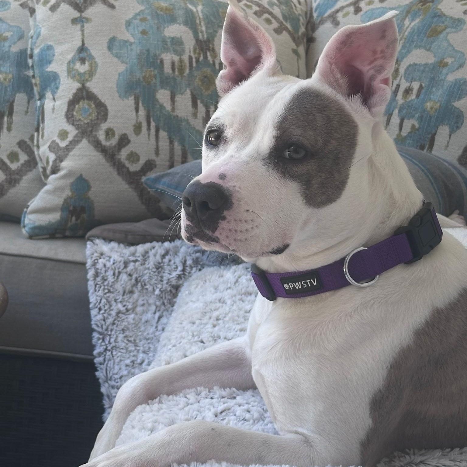 Enlarge Ellie, a Adoptable mixed breed in Spring hill, TN image 3/6