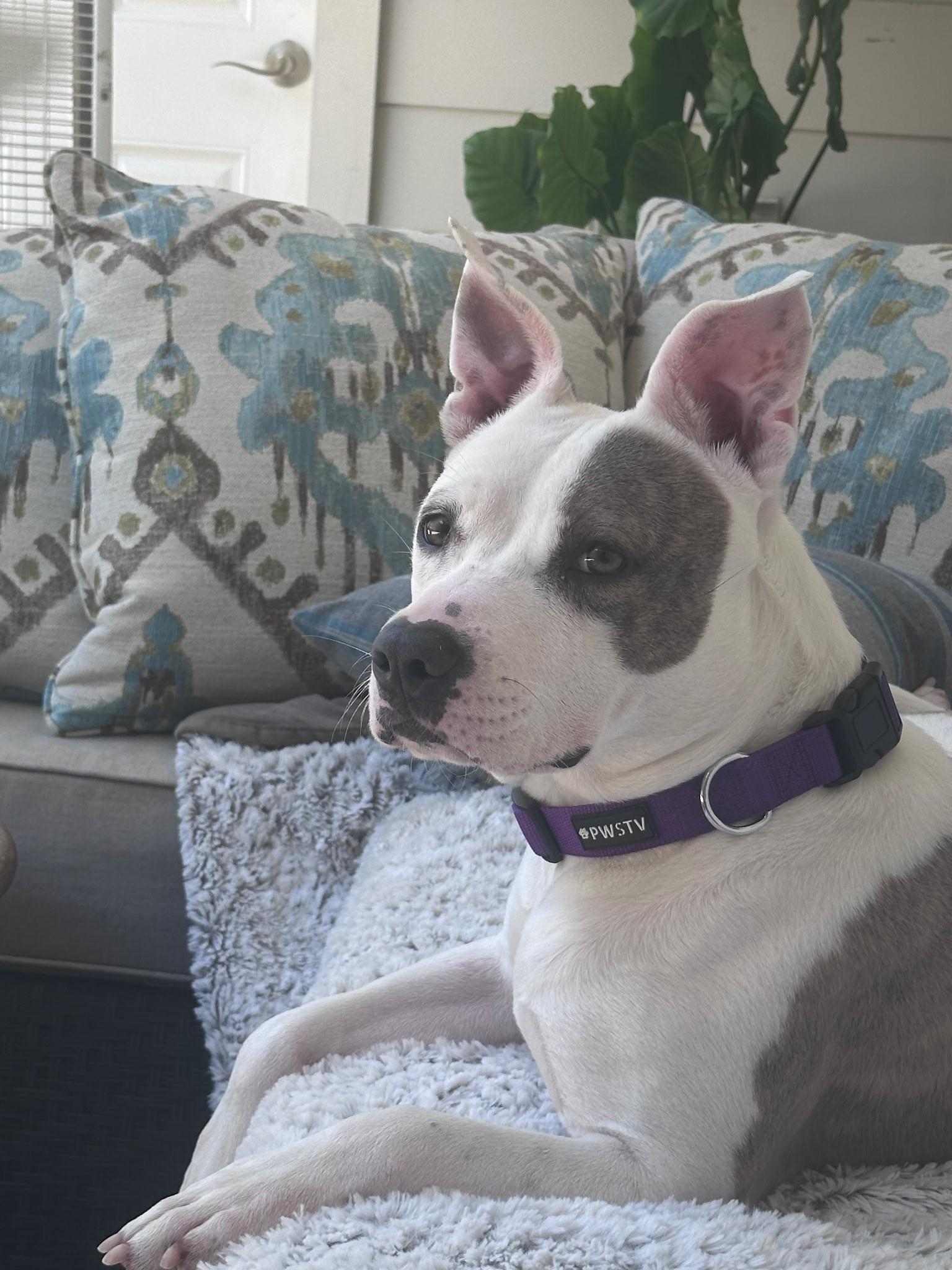 Ellie, a Adoptable mixed breed in Spring hill, TN image 2/4