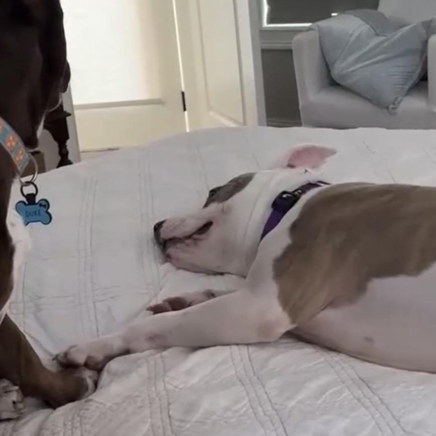 Ellie, Adoptable, Young Female Pit Bull Terrier.