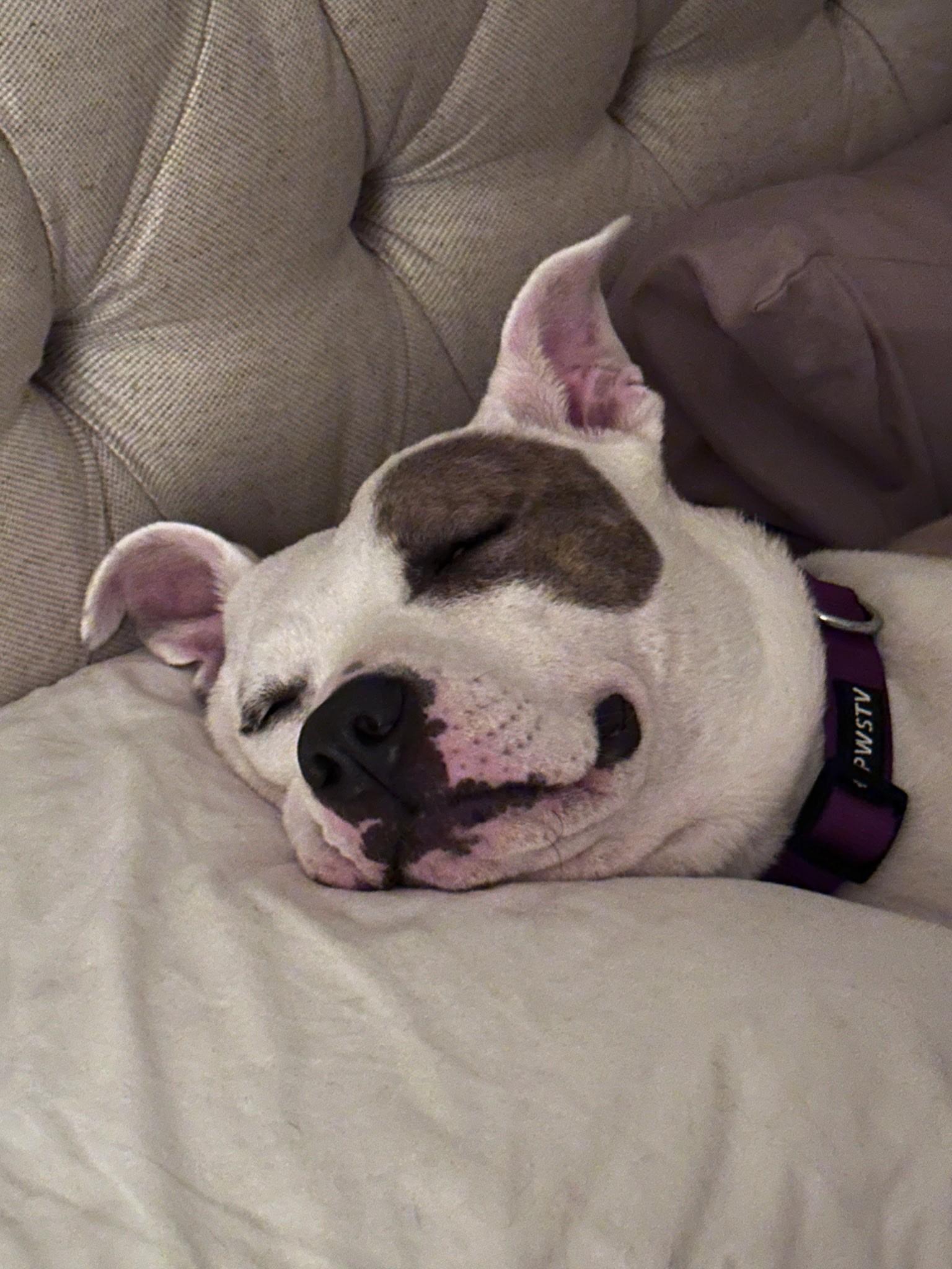 Ellie, a Adoptable mixed breed in Spring hill, TN image 3/4