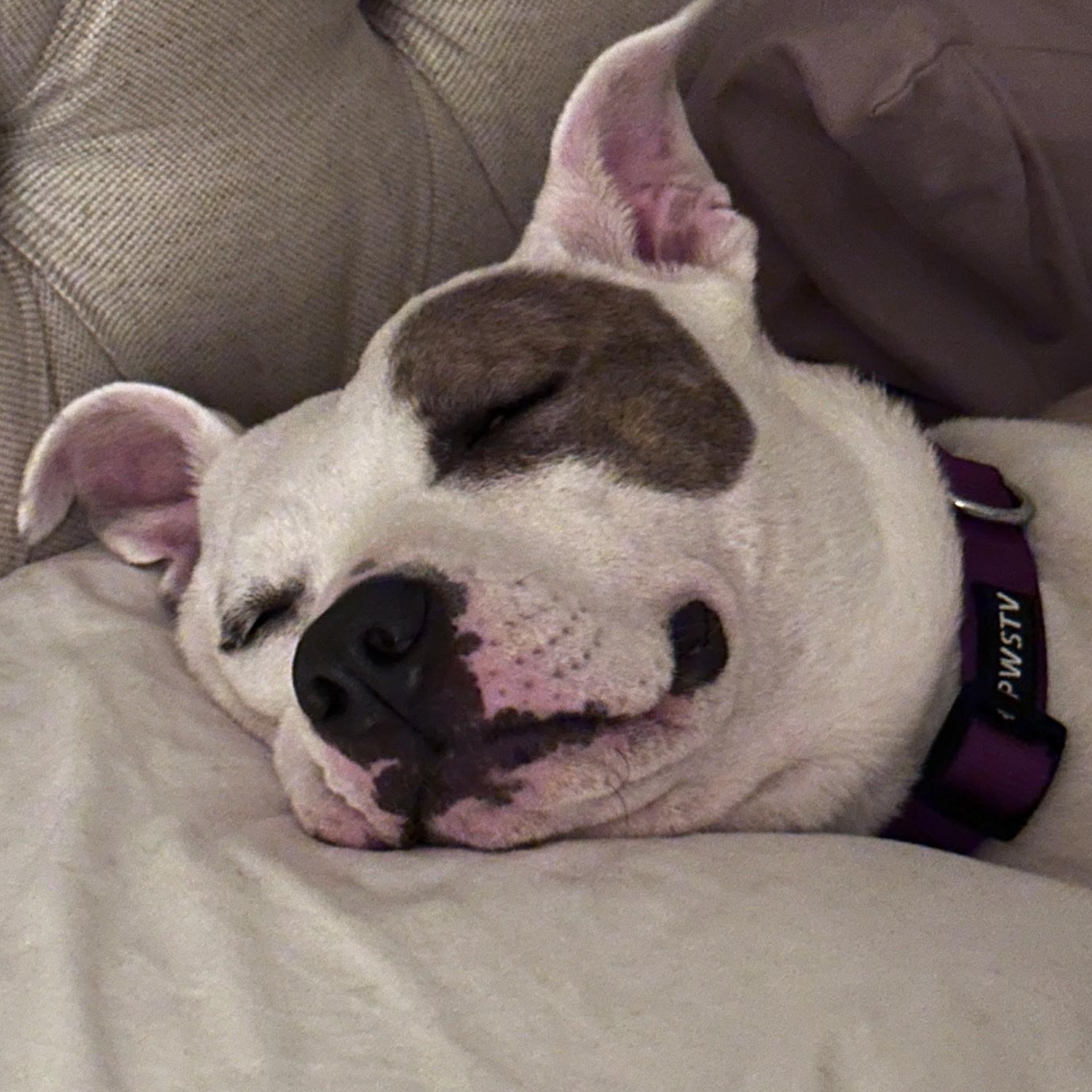 Enlarge Ellie, a Adoptable mixed breed in Spring hill, TN image 4/6